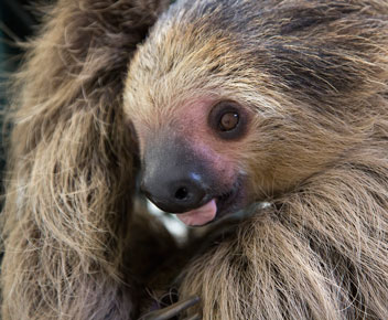 adopt-sloth