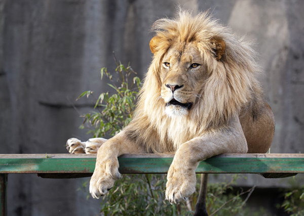 Lion | San Francisco Zoo & Gardens