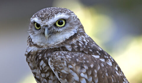 Adopt-an-Owl - San Francisco Zoo & Gardens