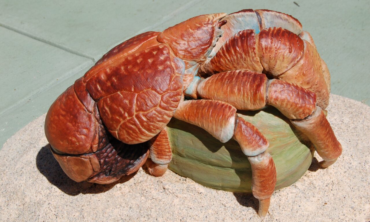 Coconut crab San Francisco Zoo & Gardens