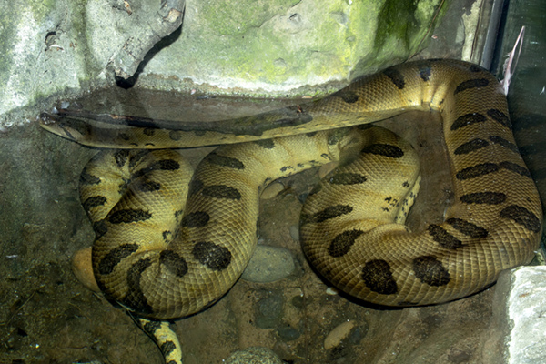 green anaconda snake in water