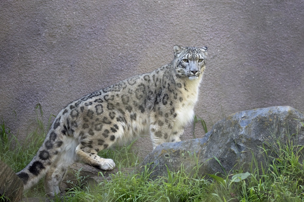 snow leopards habitat map
