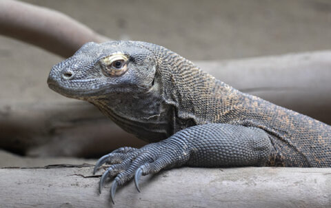 Komodo Dragon - San Francisco Zoo & Gardens