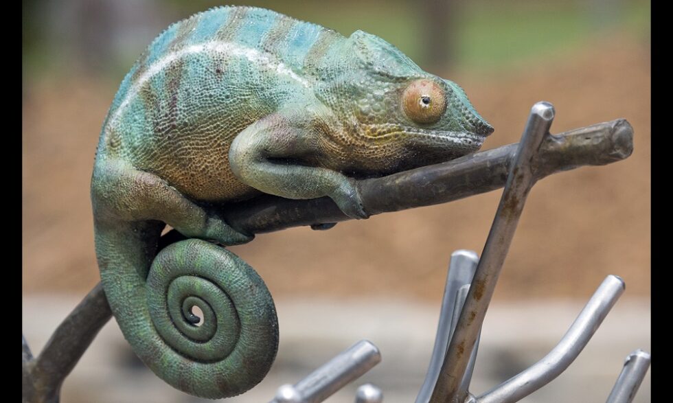 Panther chameleon - San Francisco Zoo & Gardens