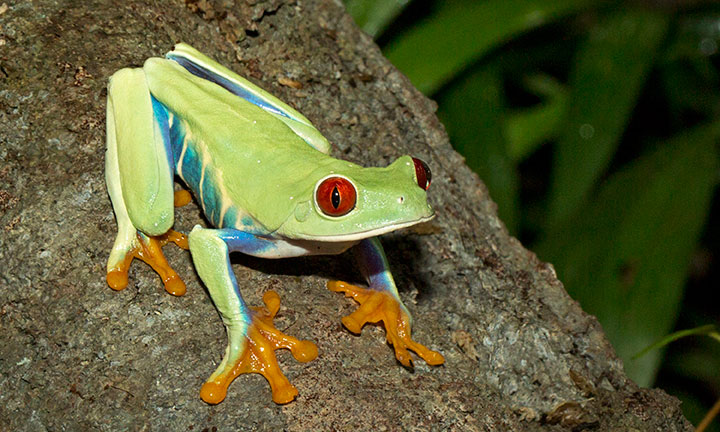 red eyed tree frog life cycle