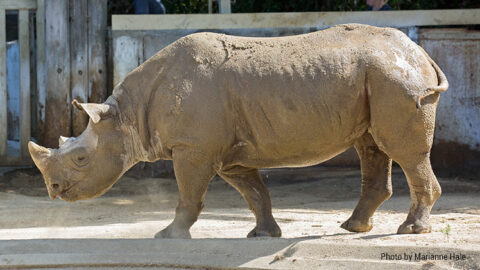 Black Rhinoceros - San Francisco Zoo & Gardens