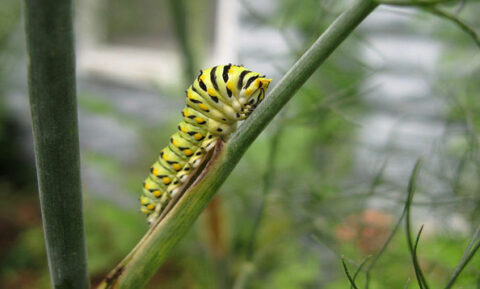 Anise Swallowtail Caterpillars - San Francisco Zoo & Gardens