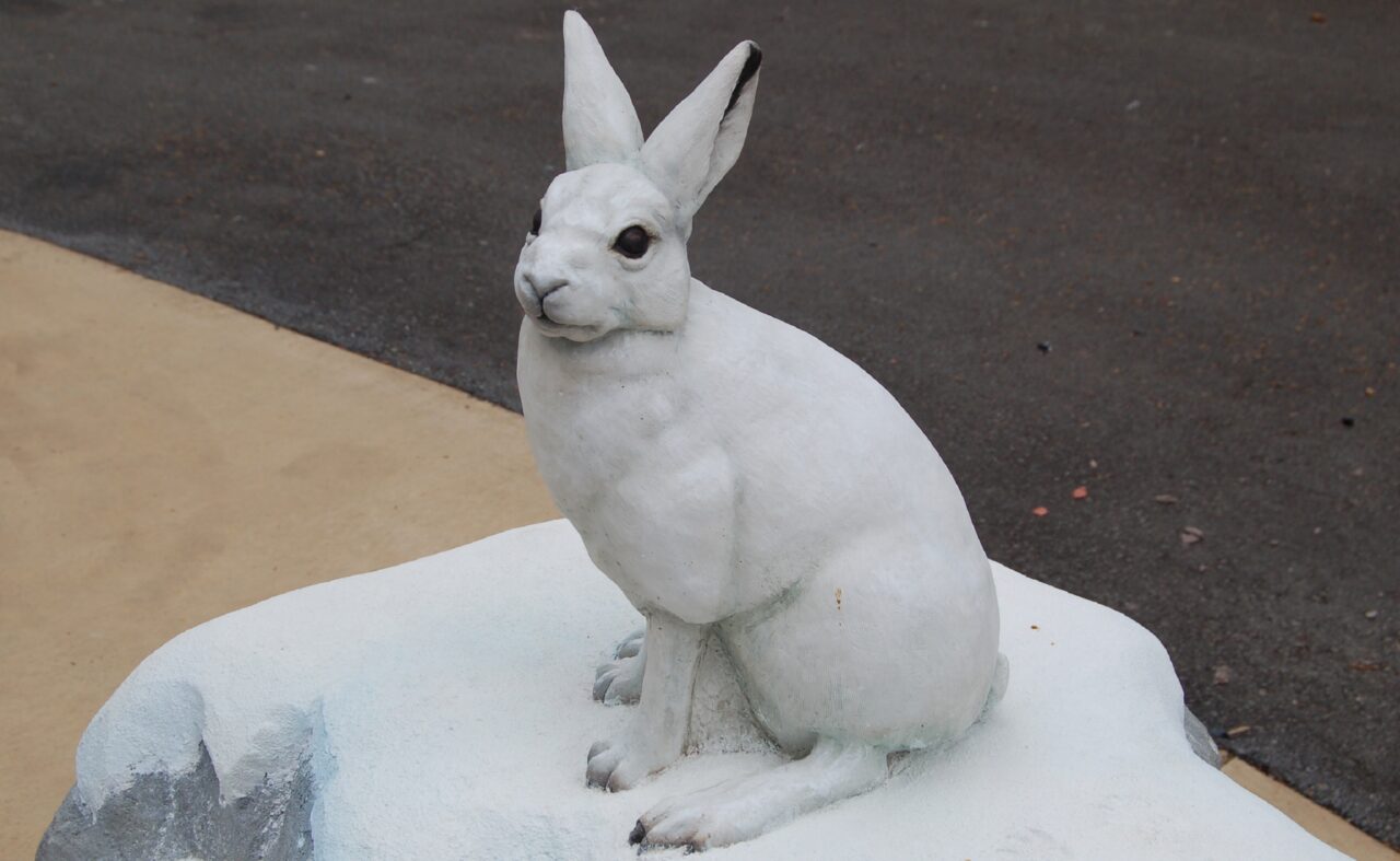 Arctic hare - San Francisco Zoo & Gardens