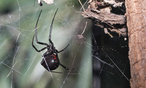 Black Widow Spider - San Francisco Zoo & Gardens