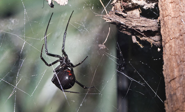 black widow spider habitat map