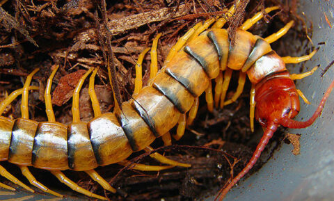 Giant Desert Centipede | San Francisco Zoo & Gardens