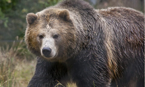 Grizzly Bear - San Francisco Zoo & Gardens