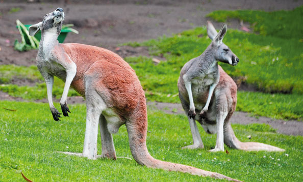 red kangaroo fight