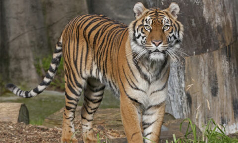 san francisco zoo tiger escapes