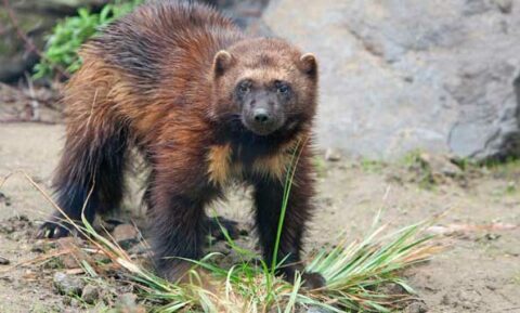 Wolverine - San Francisco Zoo & Gardens