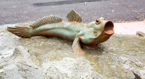 Mudskipper San Francisco Zoo Gardens