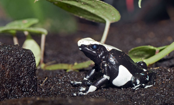 not poisonous frogs