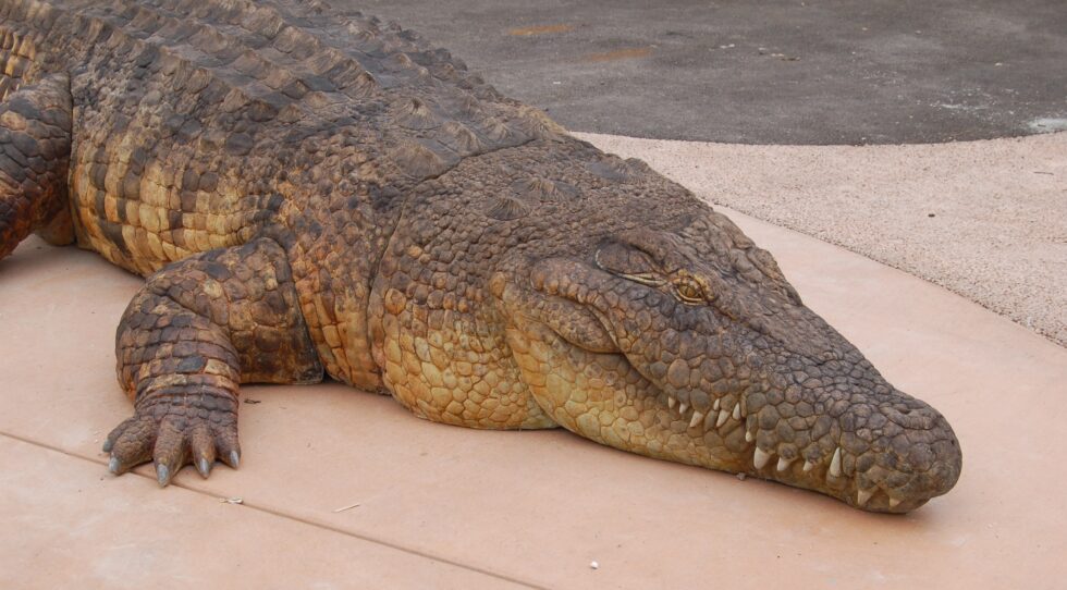 salt-water-crocodile-san-francisco-zoo-gardens