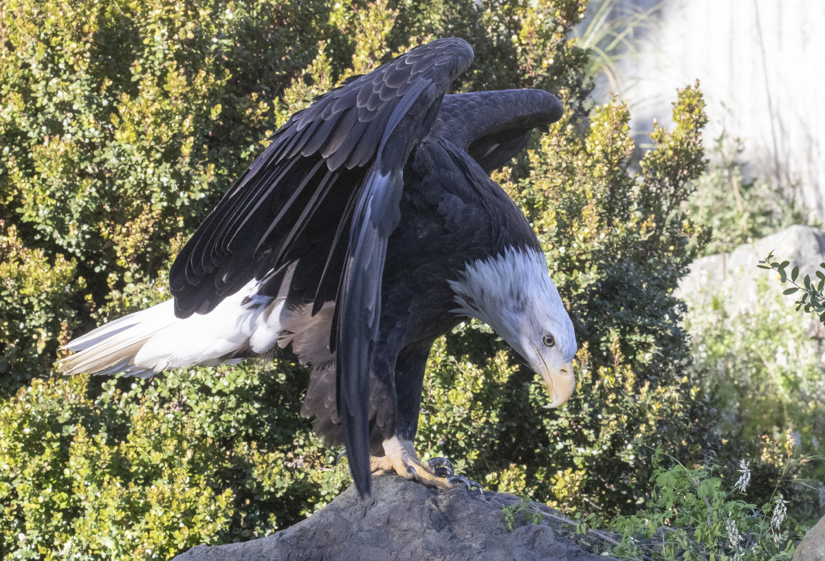 Bald Eagle - San Francisco Zoo & Gardens