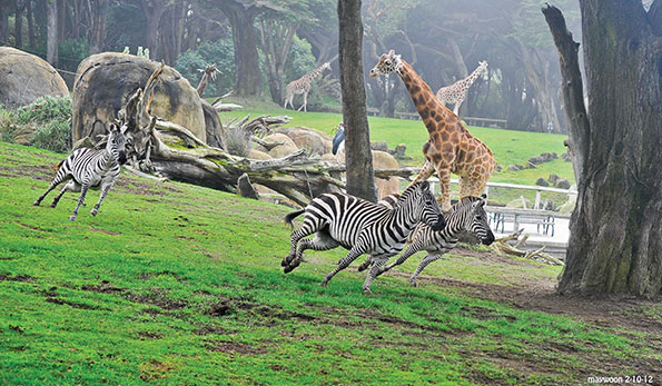 san francisco zoo safari park
