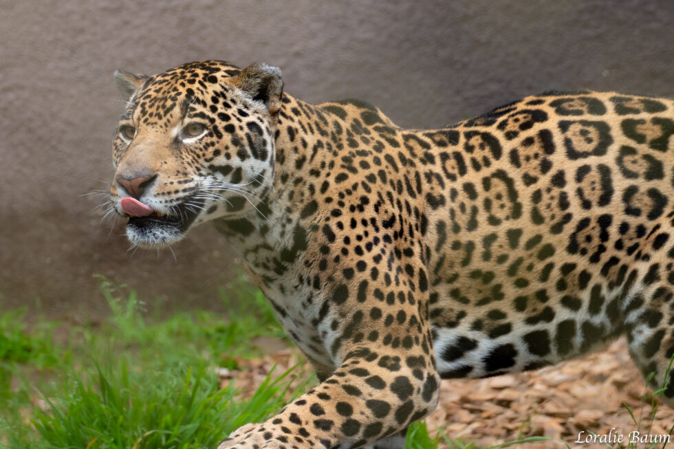 Jaguar - San Francisco Zoo & Gardens