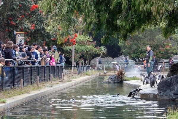 Penguin Feeding at SF Zoo